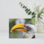 Tockus leucomelas postkarte (Stehend Vorderseite)