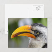 Tockus leucomelas postkarte (Vorne/Hinten)