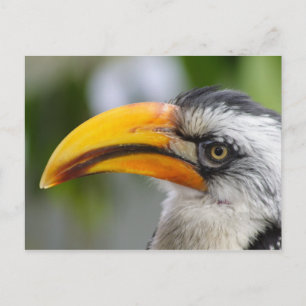 Tockus leucomelas postkarte