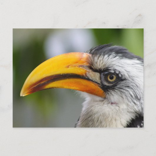 Tockus leucomelas postkarte (Vorderseite)