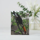 Toco Toucan # 3 Postkarte (Stehend Vorderseite)
