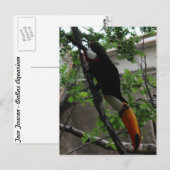 Toco Toucan # 3 Postkarte (Vorne/Hinten)