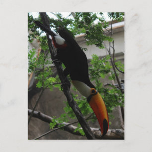 Toco Toucan # 3 Postkarte
