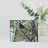 Toco Toucan # 4 Postkarte (Stehend Vorderseite)