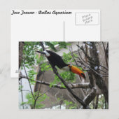 Toco Toucan # 4 Postkarte (Vorne/Hinten)