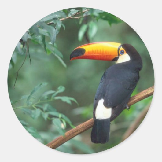 TOCO TOUCAN FOTO VOLLFARBE RUNDER AUFKLEBER (Vorderseite)