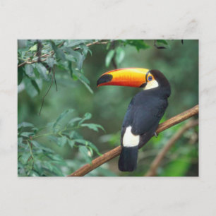 TOCO TOUCAN FOTO VOLLSTÄNDIG FARBE POSTKARTE