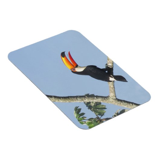 Toco Toucan Magnet (Rechte Seite)