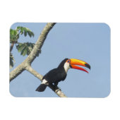 Toco Toucan Magnet (Horizontal)
