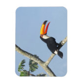 Toco Toucan Magnet (Vertikal)