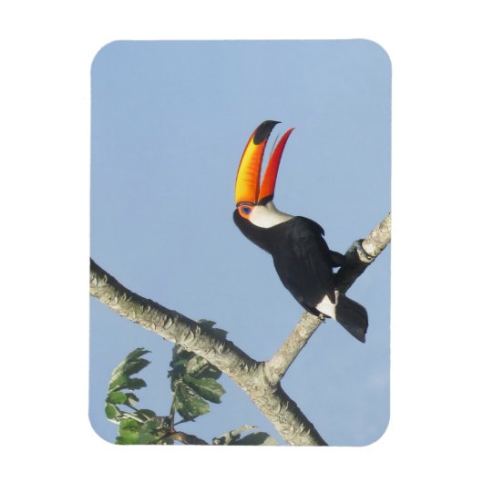 Toco Toucan Magnet (Vertikal)