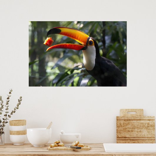 Toco Toucan Poster (Küche)