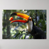 Toco Toucan Poster (Vorne)