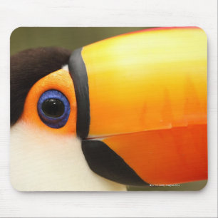 Toco Toucan (Ramphastos toco) ist das größte Mousepad