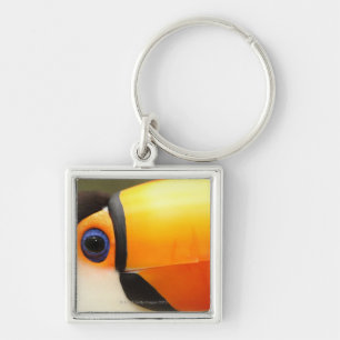 Toco Toucan (Ramphastos toco) ist das größte Schlüsselanhänger