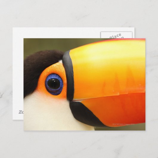 Toco Toucan (Ramphastos toco) ist der größte Postkarte (Vorne/Hinten)