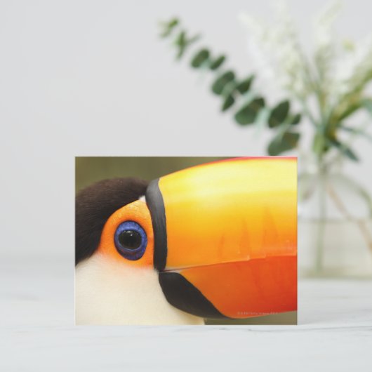Toco Toucan (Ramphastos toco) ist der größte Postkarte (Stehend Vorderseite)