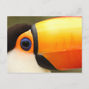 Toco Toucan (Ramphastos toco) ist der größte Postkarte
