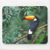 Toco Toucan Vogel Mousepad (Vorne)