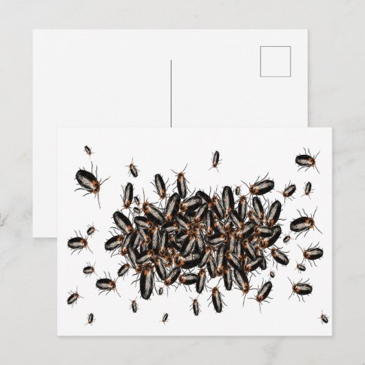 Todeskopfkakerlaken Postkarte (Vorne/Hinten)