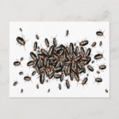 Todeskopfkakerlaken Postkarte (Vorderseite)