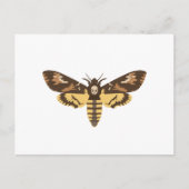 Todeskopfmoth Postkarte (Vorderseite)