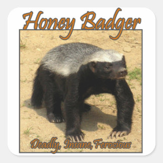 Tödlich, verrückt, wilde Honig-Badger-Sticker Quadratischer Aufkleber