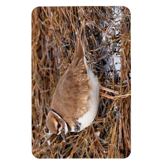 Tödliche Mudflats Magnet (Vertikal)