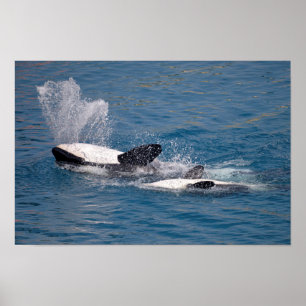Tödliche Wale auf der Rückseite Poster