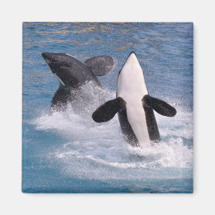 Tödliche Wale springen aus dem Wasser Magnet