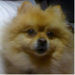 Toffee der Spitz Fotoskulptur Ornament<br><div class="desc">Dieses ist mein Spitzhund,  der Toffee genannt wird.</div>