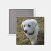 Toffee Magnet (Vorderseite/Rückseite)