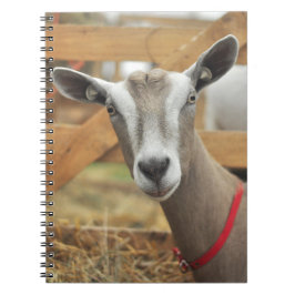Toggenburg Dairy Goat Doe Notizblock