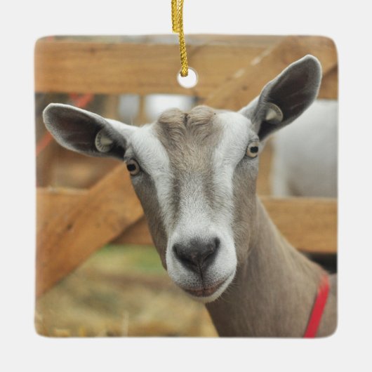 Toggenburg Dairy Goat Keramikornament (Vorderseite)