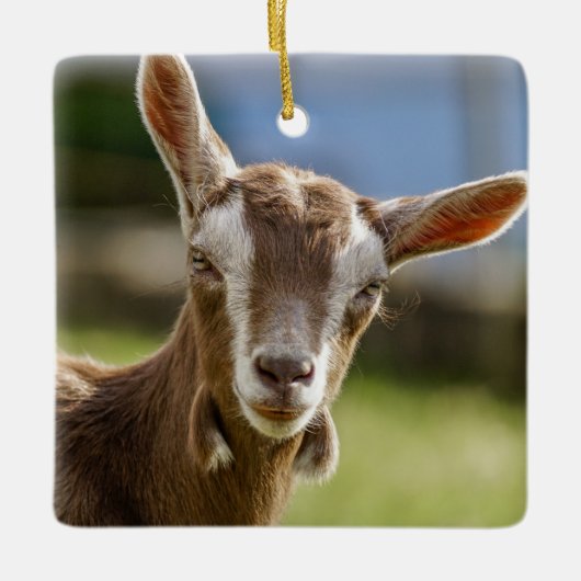 Toggenburg Dairy Goat Kid Keramikornament (Vorderseite)