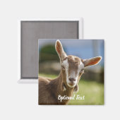 Toggenburg Dairy Goat Kid Magnet (Vorderseite/Rückseite)