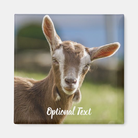 Toggenburg Dairy Goat Kid Magnet (Vorne)