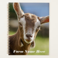 Toggenburg Dairy Goat Kid