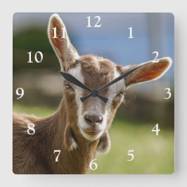 Toggenburg Dairy Goat Kid Quadratische Wanduhr