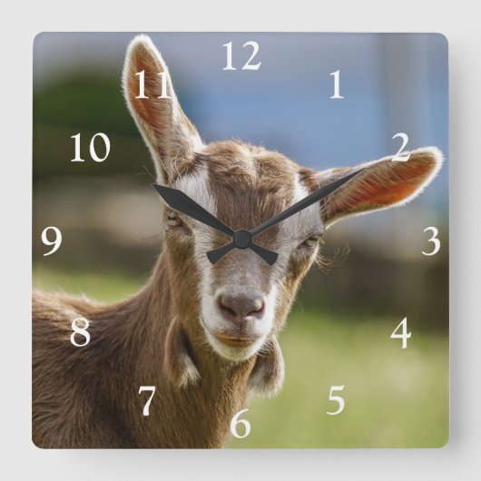Toggenburg Dairy Goat Kid Quadratische Wanduhr (Vorderseite)