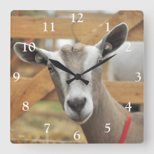Toggenburg Dairy Goat Quadratische Wanduhr