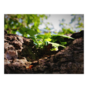 "Toil to Life" Fotodruck