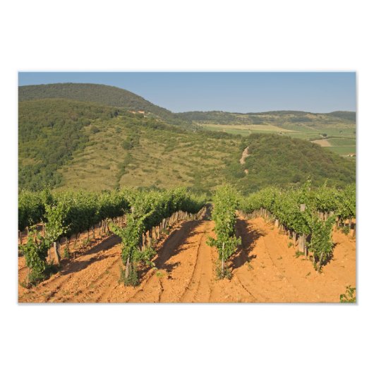 Tokaj Weinberge, Ungarn Fotodruck (Vorne)
