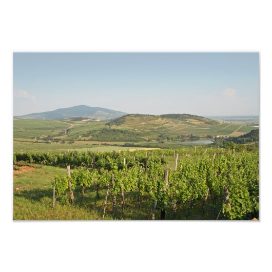 Tokaj Weinberge, Ungarn Fotodruck (Vorne)