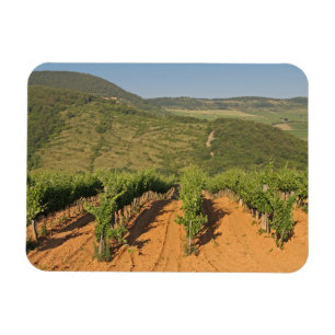 Tokaj Weinberge, Ungarn Magnet