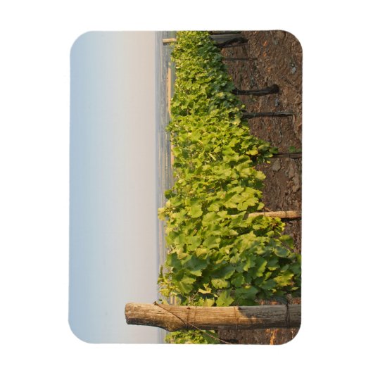 Tokaj Weinberge, Ungarn Magnet (Vertikal)