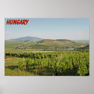 Tokaj Weinberge, Ungarn Poster