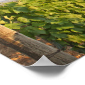 Tokaj Weinberge, Ungarn Poster (Ecke)