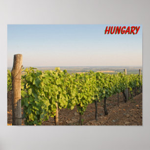 Tokaj Weinberge, Ungarn Poster