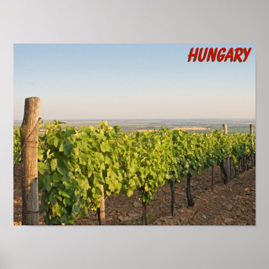 Tokaj Weinberge, Ungarn Poster (Vorne)